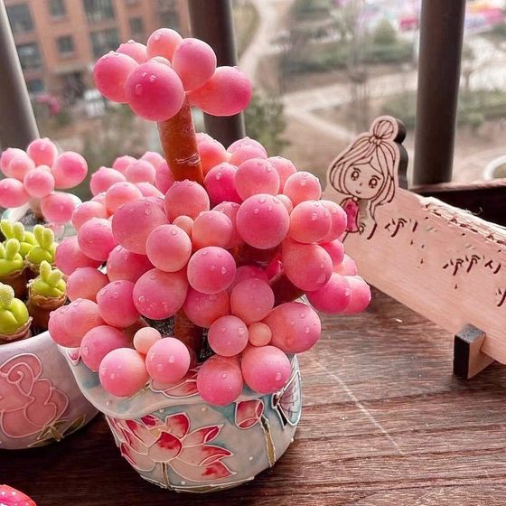 Tangyuan cheese Korean ancestry succulent plant meat novices combination potted plants office flowers radiation protection
Tangyuan cheese Korean ancestry succulent plant meat novices combination potted plants office flowers radiation protection