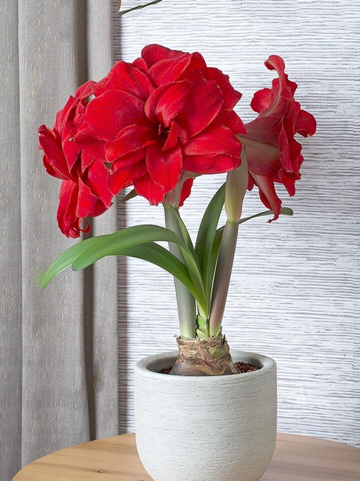 虹越荷兰重瓣朱顶红