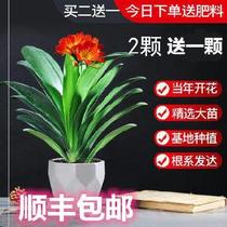 Currants with flower buds office Round Head Living-room Indoor exterior Old Miao Bonsai resistant to cold and green plant with flower bud currant Orchid