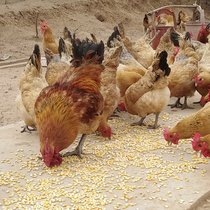 Green foot Gushi chicken breeding eggs full of 20 three yellow chicken hemp chicken native chicken grass chicken chickens can hatch fertilized eggs