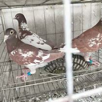 Pigeon live things a pair of fire Phoenix pigeon pedigree curtain Lilmen pigeons live viewing pigeons performance pigeons pigeons