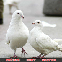 Gross pigeon live white feather King meat pigeon living male pigeon landing King Pigeon ornamental pigeon