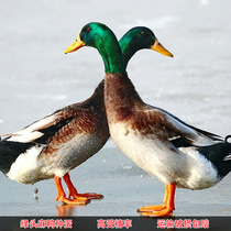 Green-headed duck breeding eggs soil ducks fertilized eggs Hatchable duck eggs are now picking up large varieties of high-yield meat ducks Lake ducks Lake ducks
