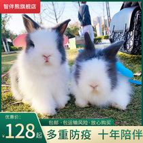 Pet rabbit Live cover face cat cat rabbit Lop rabbit live mini Pygmy rabbit long-haired cat Cat rabbit Giant Angora