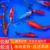 Small golden fish Ornamental fish Koi fish Red grass fish live fish goldfish small freshwater good red carp Small koi fry