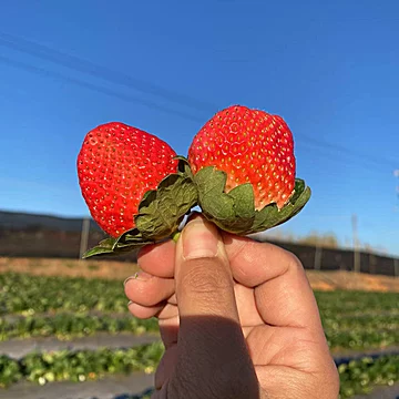 云南草莓新鲜草莓现摘礼盒装顺丰包邮到家[12元优惠券]-寻折猪