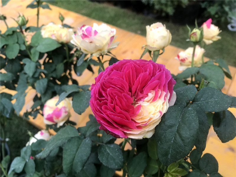 嫁接苗 新品日月 风月 月季苗香味切花玫瑰花柔美黄带斑小苗客厅