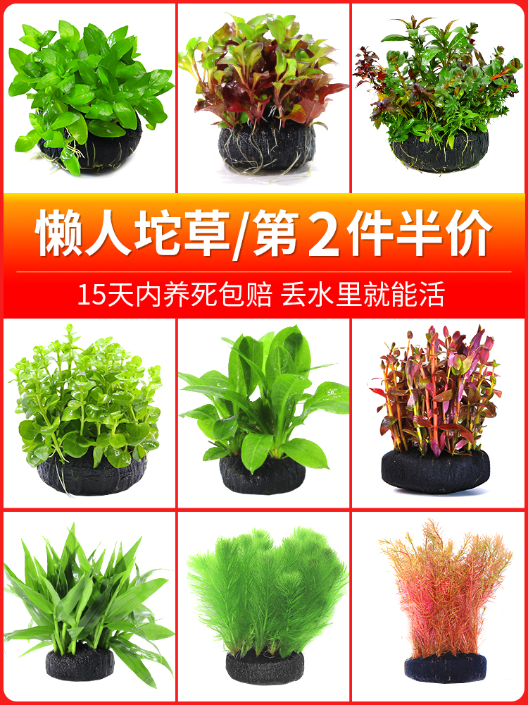 Fish Tank Water Grass Grass Plant Aerating Fresh Water Novice Water Grass Lazy Package Landscape Ficus Grass Live Fish Grass