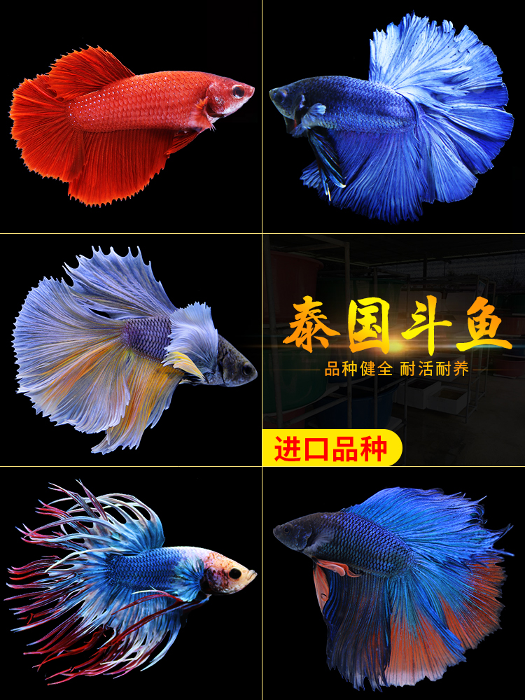 Thailand Douyu Ponytail LION Half-Month Female Douyu Ornamental Fish Tropical Fish Living Pet Freshwater Fish Fish Tank