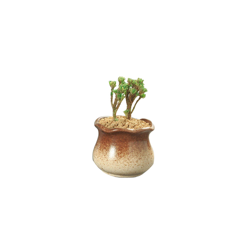 Flowerpot ceramic special offer a clearance large money plant with tray was creative move meaty plant small fleshy wholesale flower pot