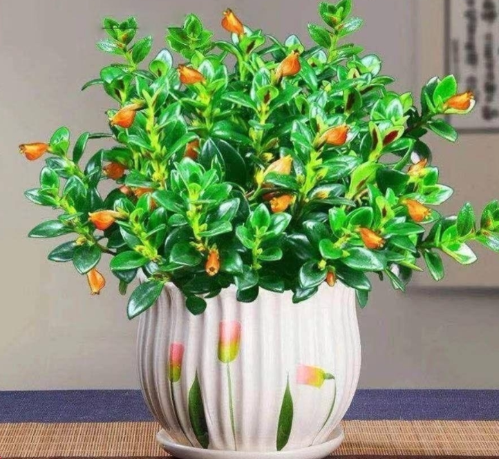 金鱼花吊兰室内好养花卉盆栽