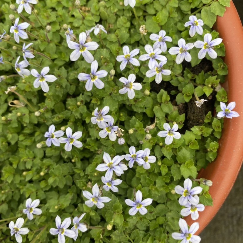新西兰半边莲盆栽 多年生耐寒花期长常绿庭院花园地被植物