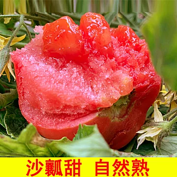 【3斤】普罗旺斯西红柿水果番茄[10元优惠券]-寻折猪