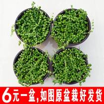 Flowers for Flowers in Flowers for Flowers in Flowers Chamber of Flowers and Flowers for Flowers