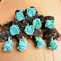 Rare varieties of meat plants lovely rose room balcony potted meat plants novice to raise meat old pile