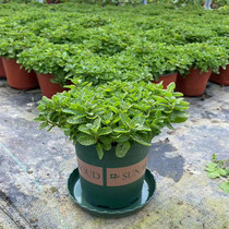 Lemon Mint Mosquito Repellent Grass Potted Plant Indoor Flowers easy to feed the green and good mosquito repellent