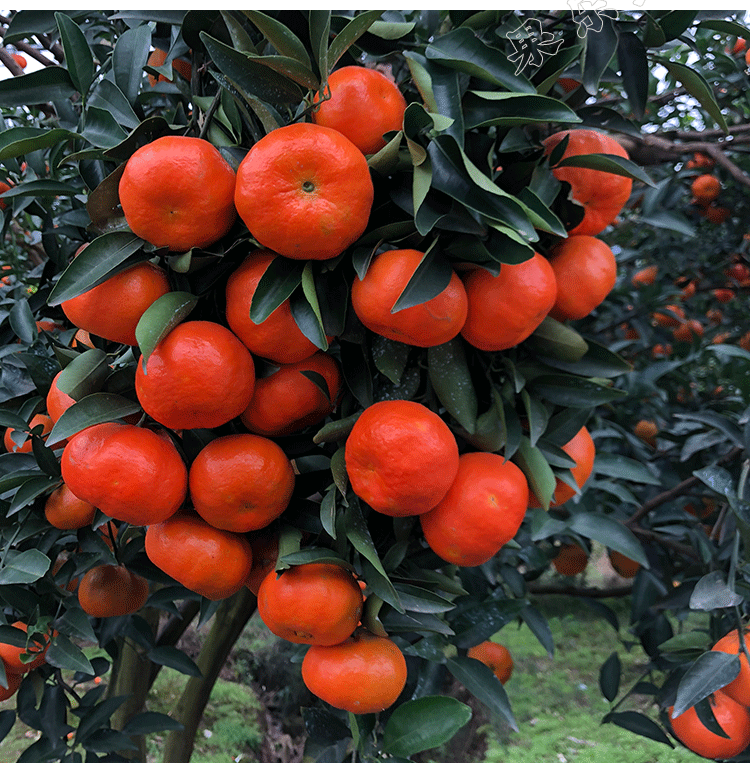 【果乐鲜】万州古红桔 正宗四川红橘大红袍 重庆小柑新鲜水果柑子_买