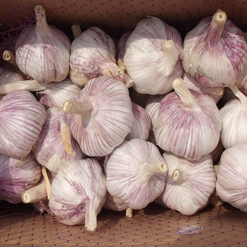 大蒜头紫皮干蒜5斤多瓣蒜蒜种红皮新蒜