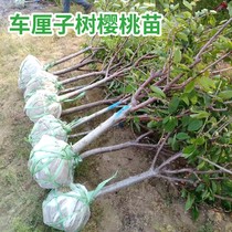 Authentic carpeted cherry tree seedlings with earth balls dwarfs potted plants to plant South to the north of the year result of great cherry tree saplings