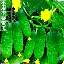 String Zero Ground No Rack Fruit Cucumber Seed Crawling Full Terrace Potted Fields Garden Spring Autumn Seasons Sowing Vegetable Seed seeds