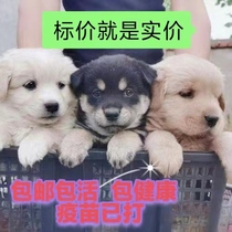 Chinese pastoral dog native dog Labrador Bichon Frize Pomeranian Teddy mixed breed dog big yellow dog black dog guard dog