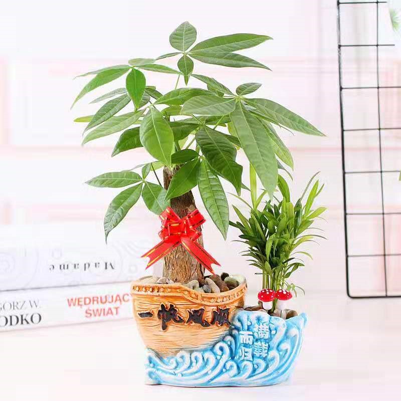 Rich tree ceramic pot indoor flowers small bonsai office green plant lucky money tree, a tree absorb formaldehyde and living room