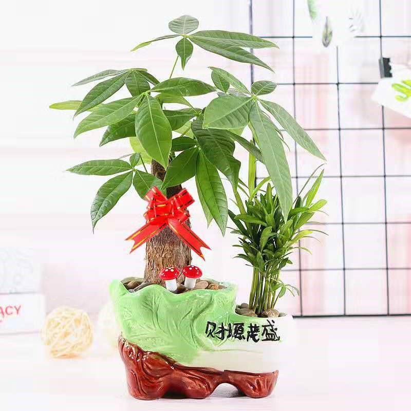 Rich tree ceramic pot indoor flowers small bonsai office green plant lucky money tree, a tree absorb formaldehyde and living room