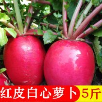 Northeast red radish Fresh red radish red skin white heart Dahongpao round radish sweet and crispy about 5 kg