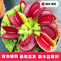 Super large flytrap potted pitcher plant N. Seedlings frustacia plant cannibal flower green plant B52 fun Cordyceps