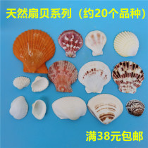 (Screw art) Natural conch shell decoration building material scallop white shell DIY material fish tank material