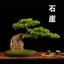 High-end new Chinese style simulation Yingke pine cliff Cypress bonsai dry landscape floral art Soft-installed solid wood potted flower arrangement landscaping
