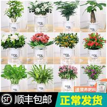 Suitable for indoor potted plants Good Flora Plants Indoor suction formaldehyde Middle basin Joe to new house New house Home
