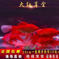 New Long-tail Red Goldfish Live Fish Koi Freshwater Watching Casual Fish Cold Water Fish without heating Live
