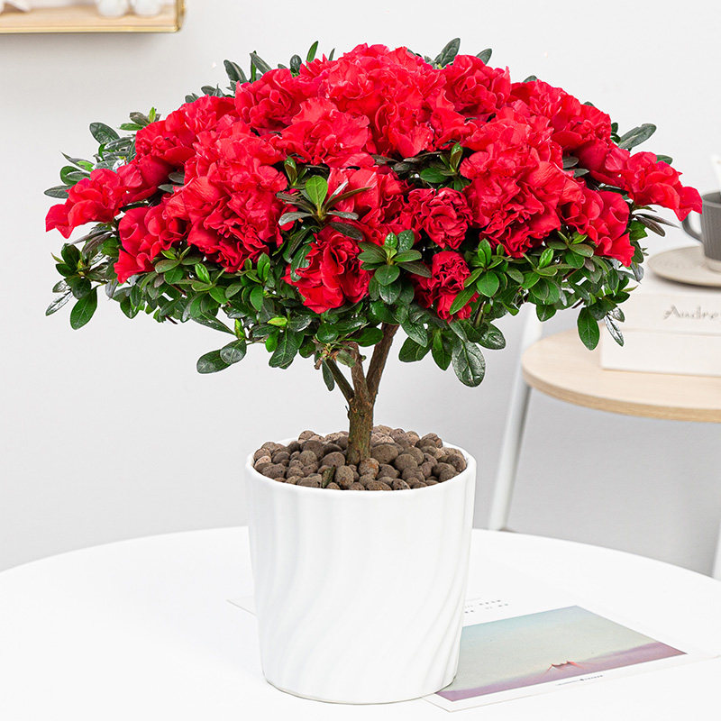 杜鹃花盆栽室内外阳台四季开花不断老桩大颗好养观花卉易活绿植