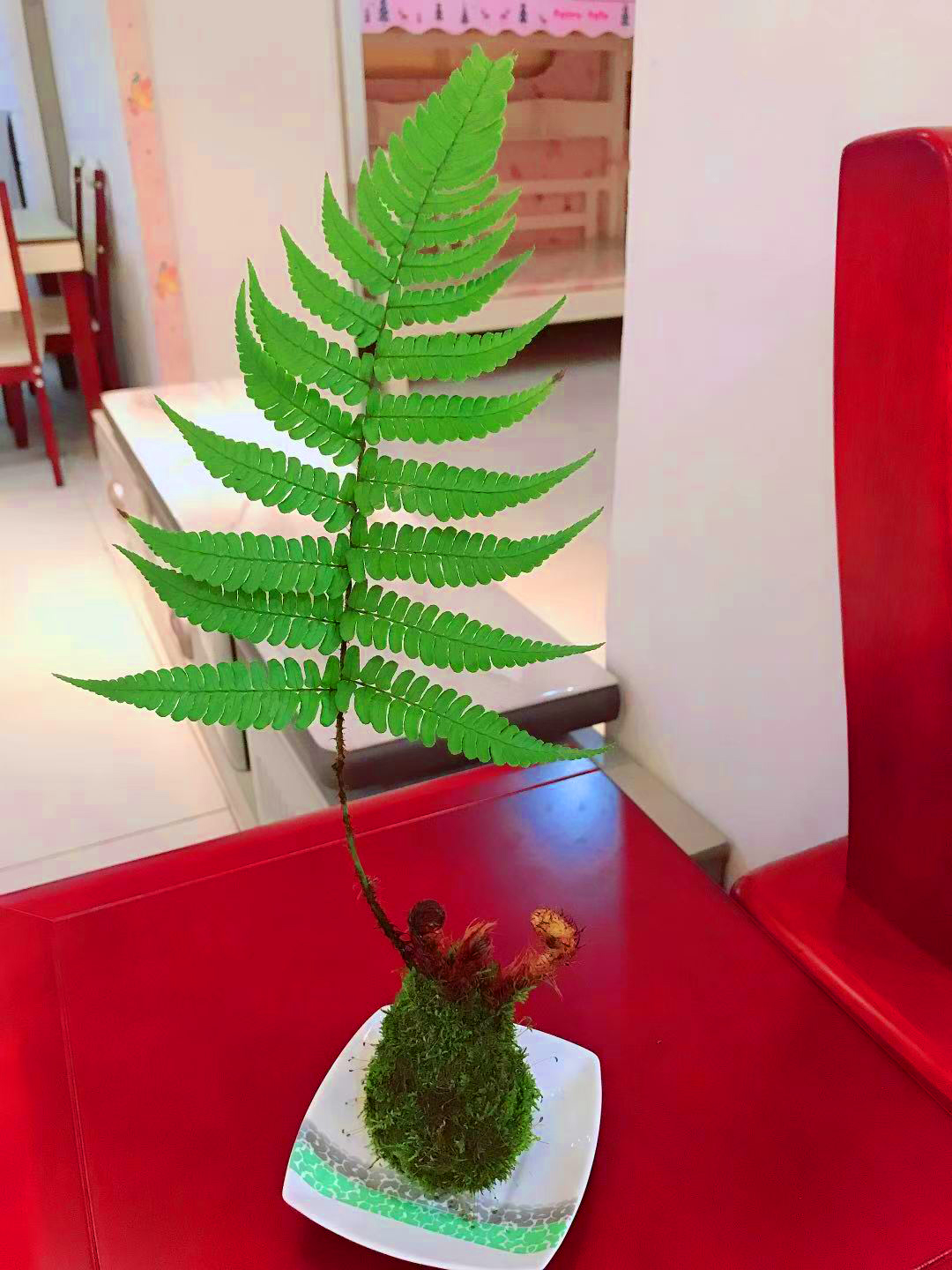 鳞毛蕨蕨类植物花卉盆栽书桌摆件盆景微景观室内四季常绿赏叶易活