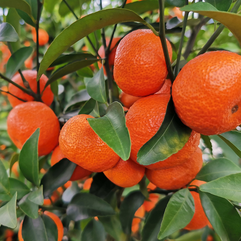 世界上最甜的橘子图片
