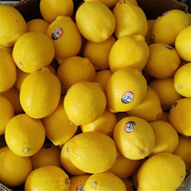 Fresh SUNKIST novelty yellow lemon 4 Punch Drinking Bubble Water Baking Baking Dessert Cooking to fishy raw material