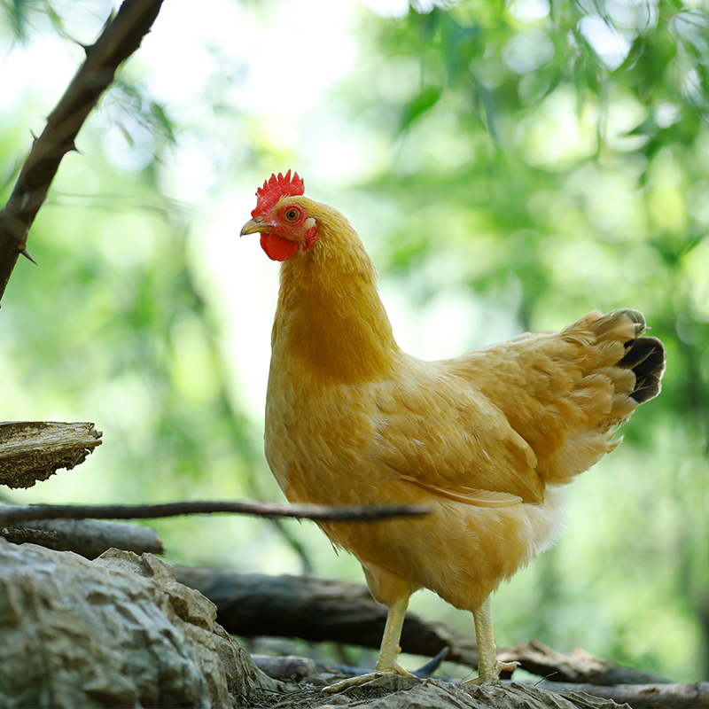 皖南现杀新鲜农家老母鸡散养走地鸡草地笨鸡柴土鸡正宗