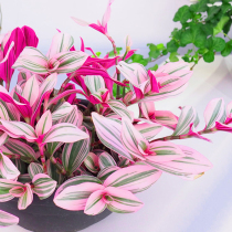 Oil painting wedding pot pot pot meat plant office in flower balcony desktop of flower balcony