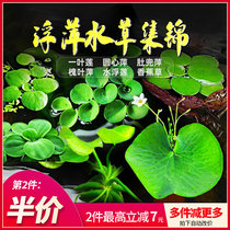 Fish tank duckweed water grass living plant four seasons floating in addition to NO3 purification water quality micro-landscape oxygenation water grass duckweed