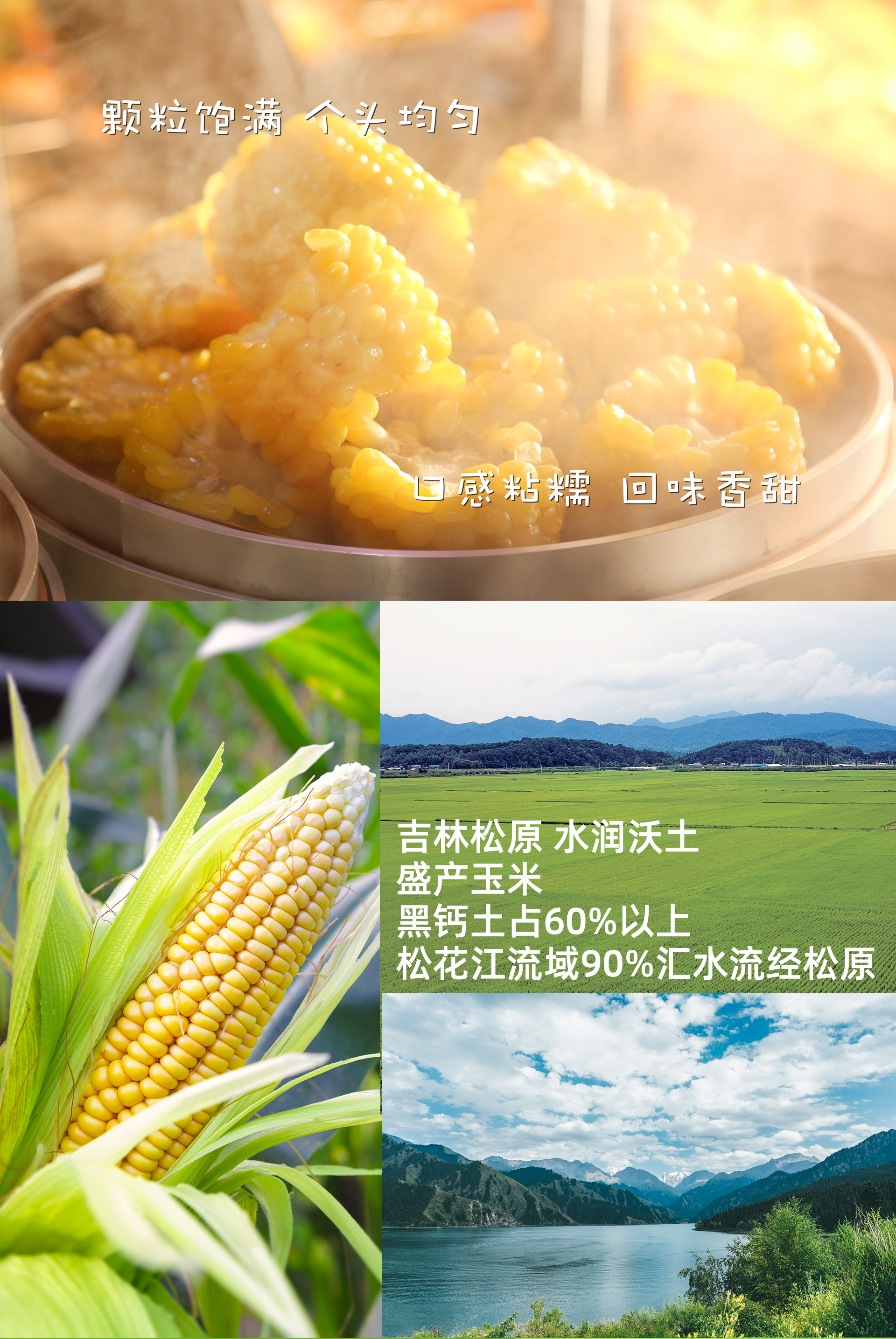 【8根装】新鲜即食东北甜糯玉米