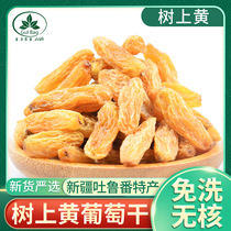 Guli Bago Xinjiang Turpan tree yellow raisins 3kg 5kg seedless yellow raisins dried large granular snacks