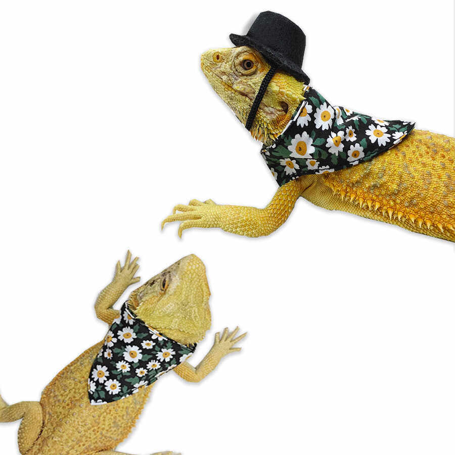 守宫蜥蜴衣服帽子口水巾爬宠外出变身装遛蜥蜴小型宠物鳄鱼衣服