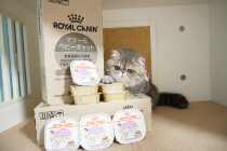 Japanese version of royal adult cat pregnant cat weaning kitten high nutrition mousse milk cake lunch box canned 100g*6