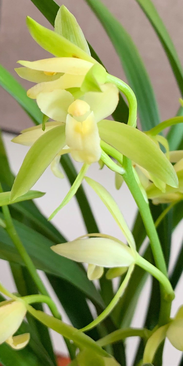 兰花苗【龙岩素】建兰盆栽室内四季花卉绿植兰草 客厅阳台