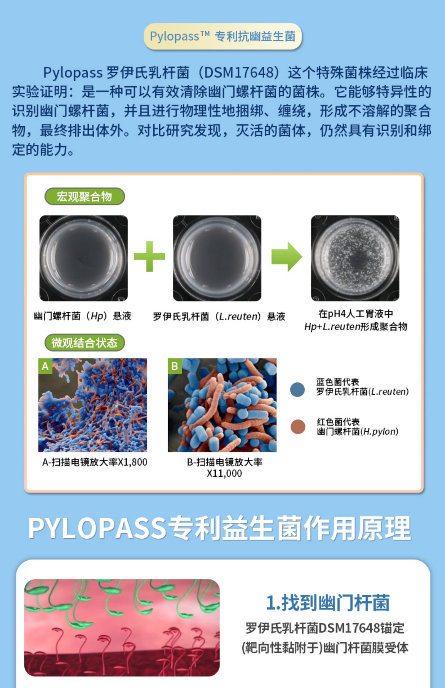 【签到+淘金币】德国养胃益生菌保健60粒