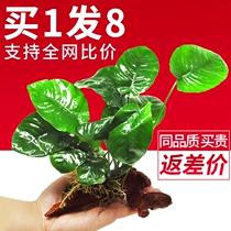 Tropical fish aquatic plants plants real grass oxygen sinking wood combination fine leaf entry-level landscaping