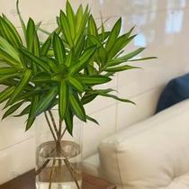 Lily bamboo bamboo flowers office home water cultivation green plant potted plants 5 Rootless fresh cut green plant hydroponics