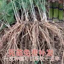 Asparagus Seedling Root Asparagus Sapling root vegetables Miao planting asparagus seed Seedlings Balcony Potted Plant Green Plant Asparagus Root Fry