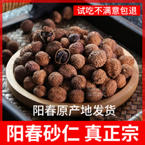 (Yangchun authentic raw dried spring sand kernels 100g)Dried spring sand kernels Chinese medicine to nourish the stomach Yangchun Yangjiang specialty brewing wine